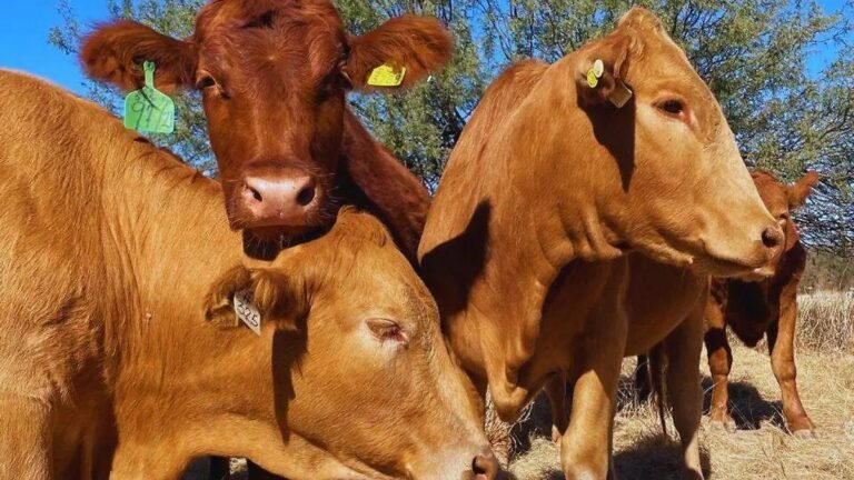 WhatsApp Image 2025 09 18 at 06.57.30