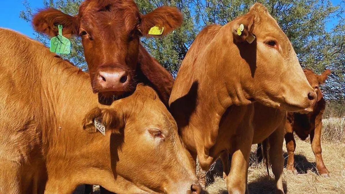 WhatsApp Image 2025 09 18 at 06.57.30