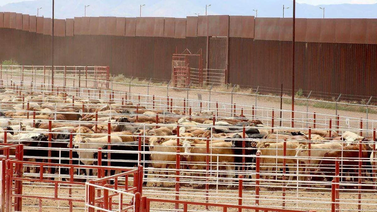 UGRS confía en sanidad del ganado y en que EU reabra la frontera en Sono