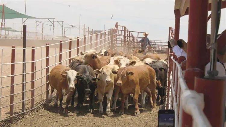 WhatsApp Image 2026 02 03 at 22.14.10