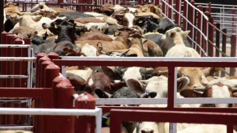 WhatsApp Image 2026 02 05 at 22.09.40