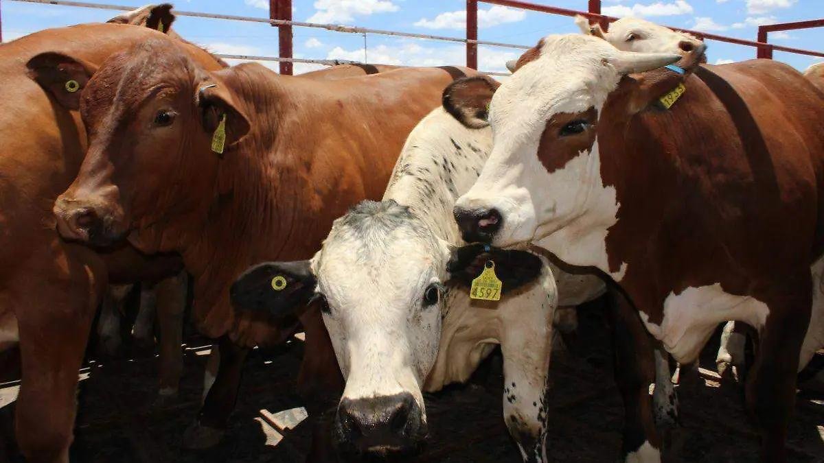 WhatsApp Image 2026 02 19 at 20.24.33