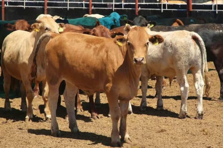 WhatsApp Image 2026 02 23 at 20.38.09