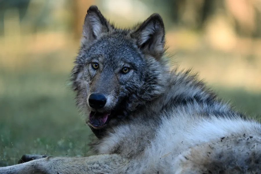 Wolf Photo 2 1