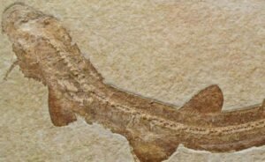 e801351d 7f88 4ebb ac6b 2116b9c8aebb