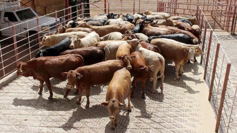 WhatsApp Image 2026 04 06 at 21.20.45