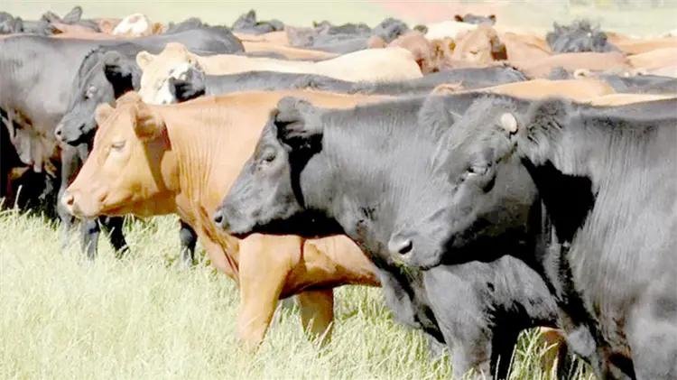 WhatsApp Image 2026 04 12 at 22.56.06