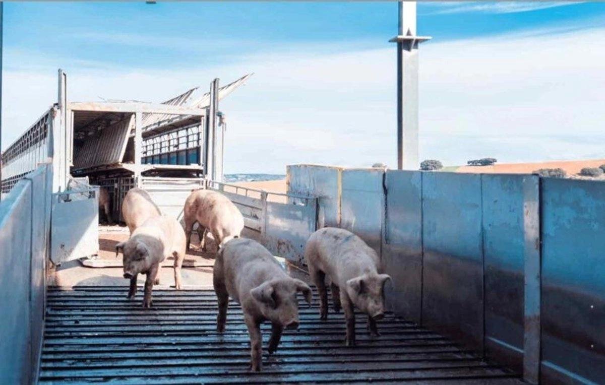 WhatsApp Image 2026 04 16 at 20.05.47