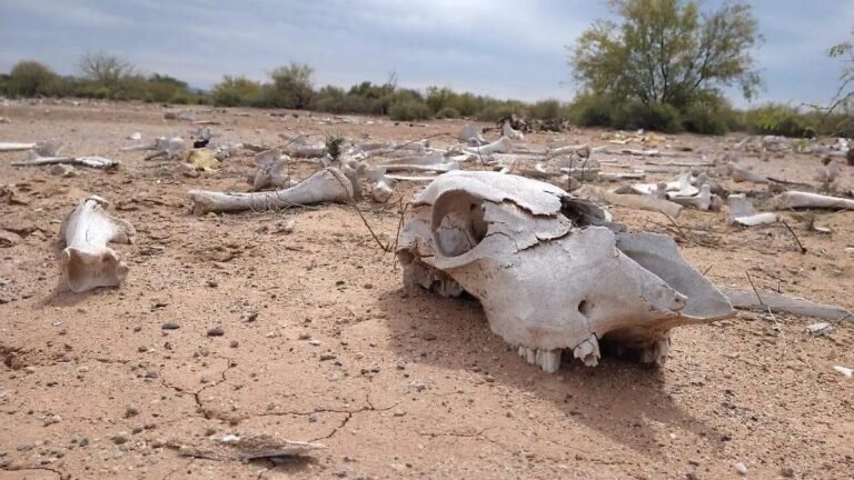 WhatsApp Image 2026 04 23 at 20.50.16