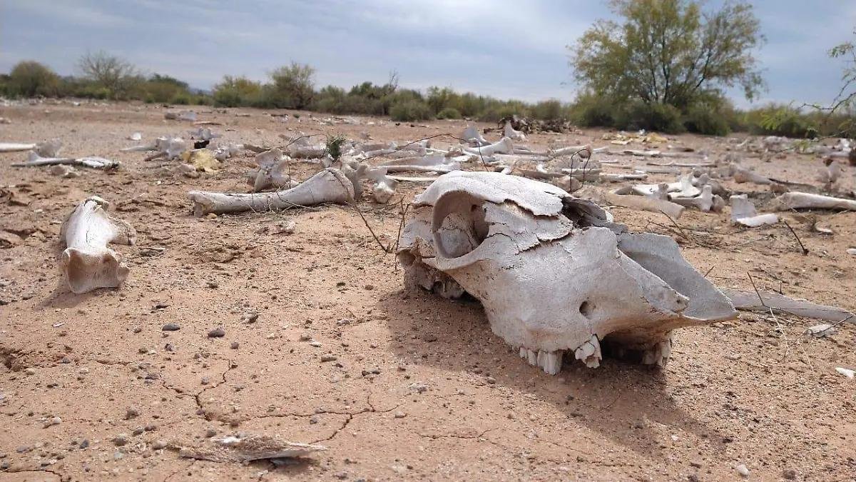 WhatsApp Image 2026 04 23 at 20.50.16